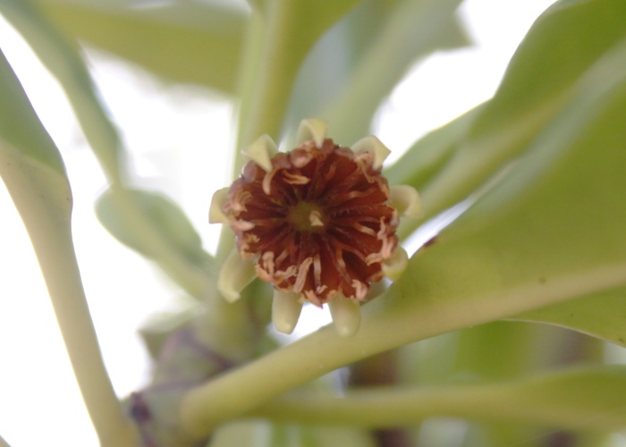 Australian Coastal Plants Rhizopheraceae